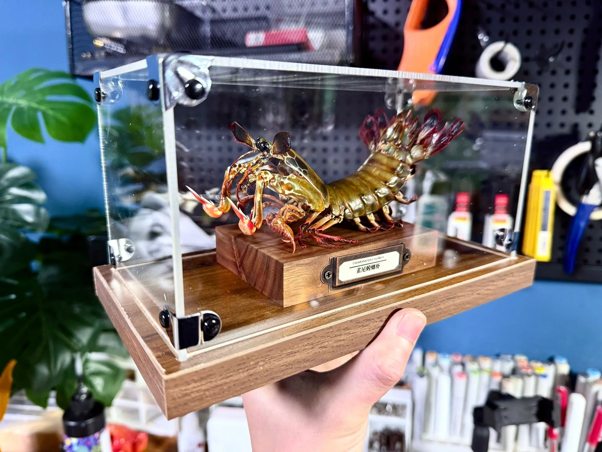 Odontodactylus scyllarus female real specimen special handicrafts collectors home decor ornament desk decoration