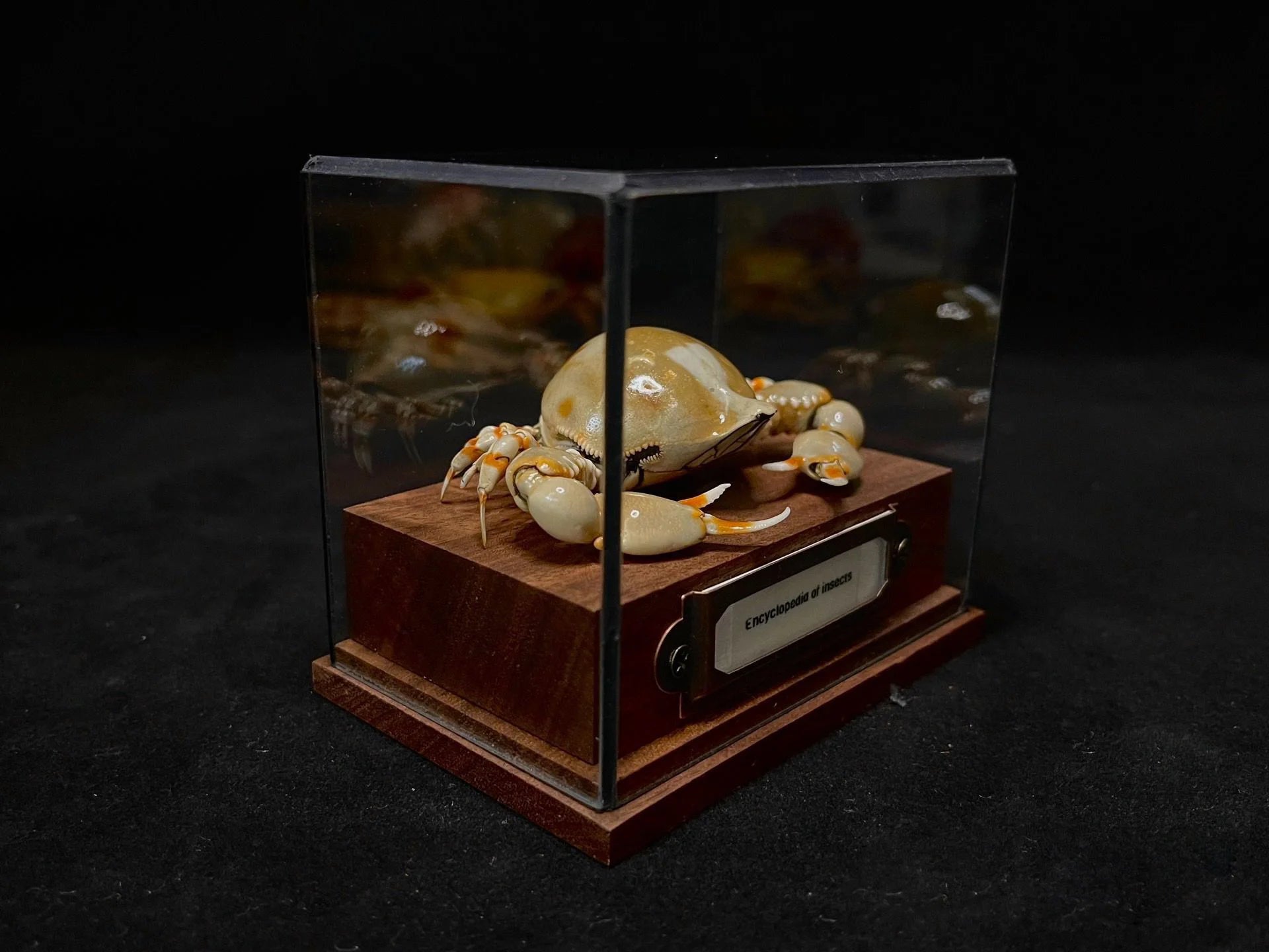 Coleusia urania real crab specimen special handicrafts collectors home decor ornament desk decoration customized