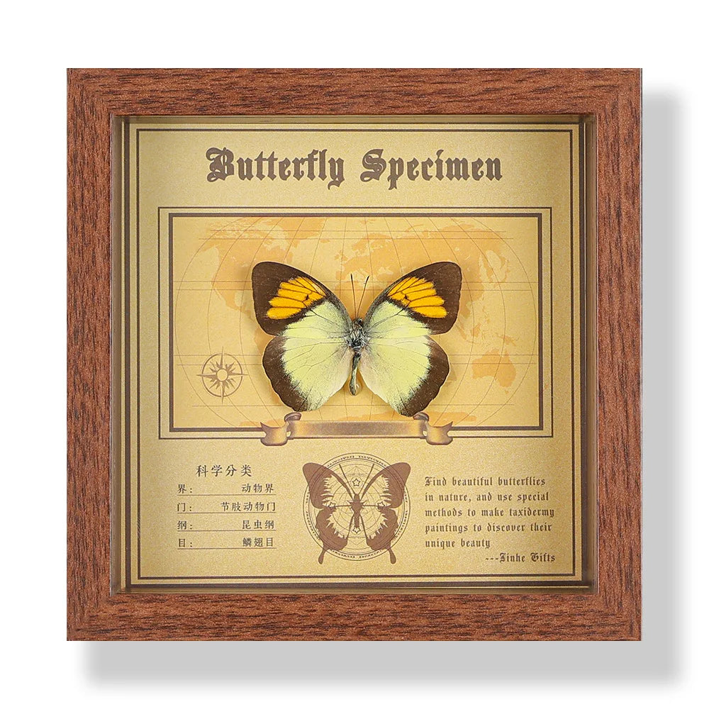 Real butterfly specimen frame handcrafted 3d decor wooden picture art gift diy insect display home décor - 14.6x14.6cm 6