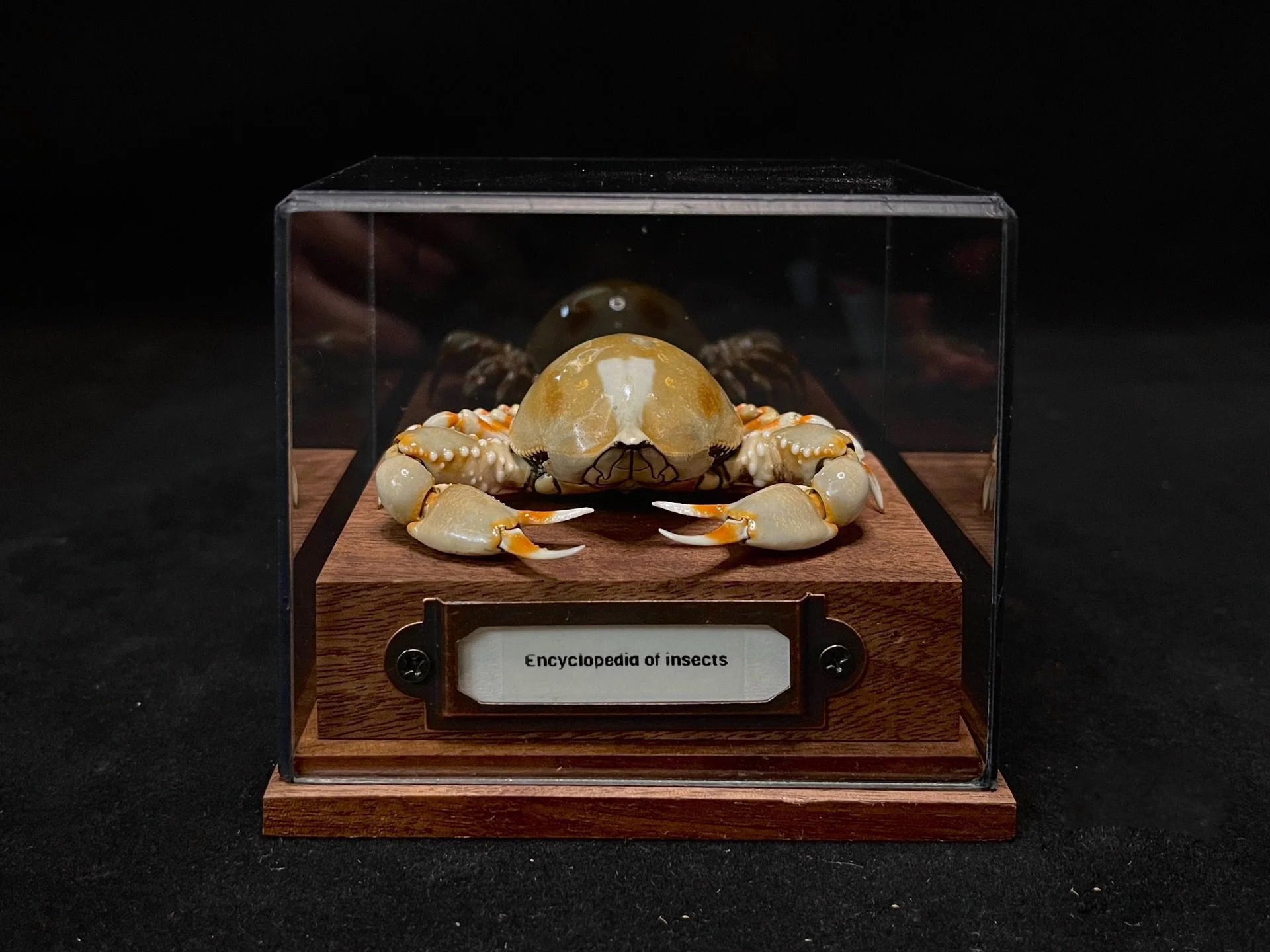 coleusia-urania-real-crab-specimen-special-handicrafts-collectors-home-decor-ornament-desk-decoration-customized