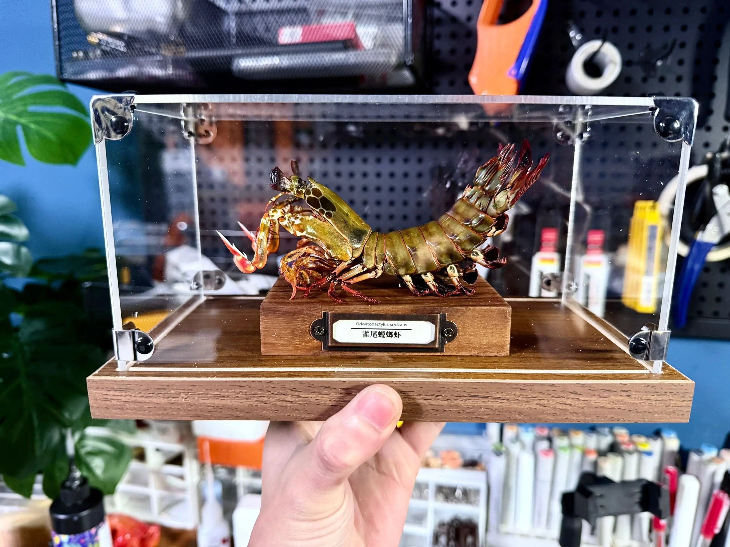 Odontodactylus scyllarus female real specimen special handicrafts collectors home decor ornament desk decoration