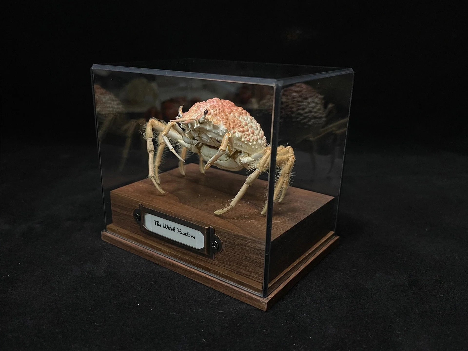 Maja kominatoensis real crab specimen special handicrafts collectors home decor ornament desk decoration customized
