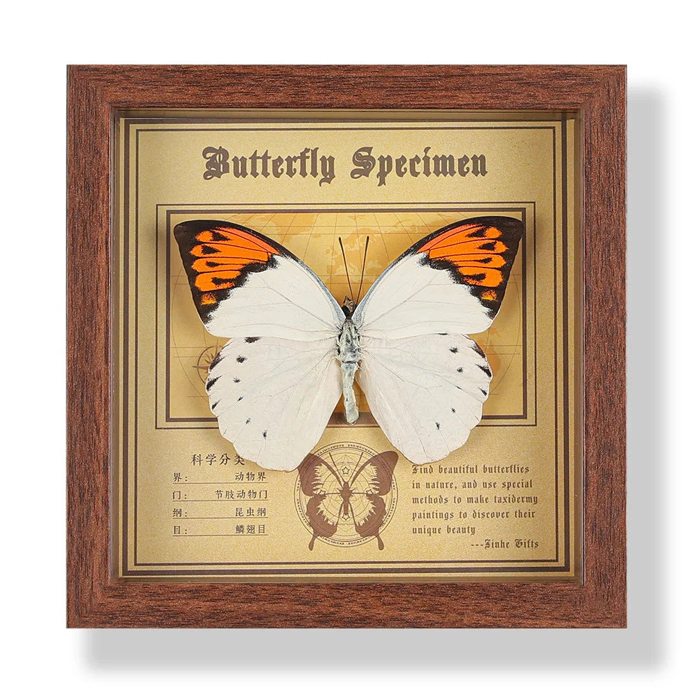 Real butterfly specimen frame handcrafted 3d decor wooden picture art gift diy insect display home décor - 14.6x14.6cm