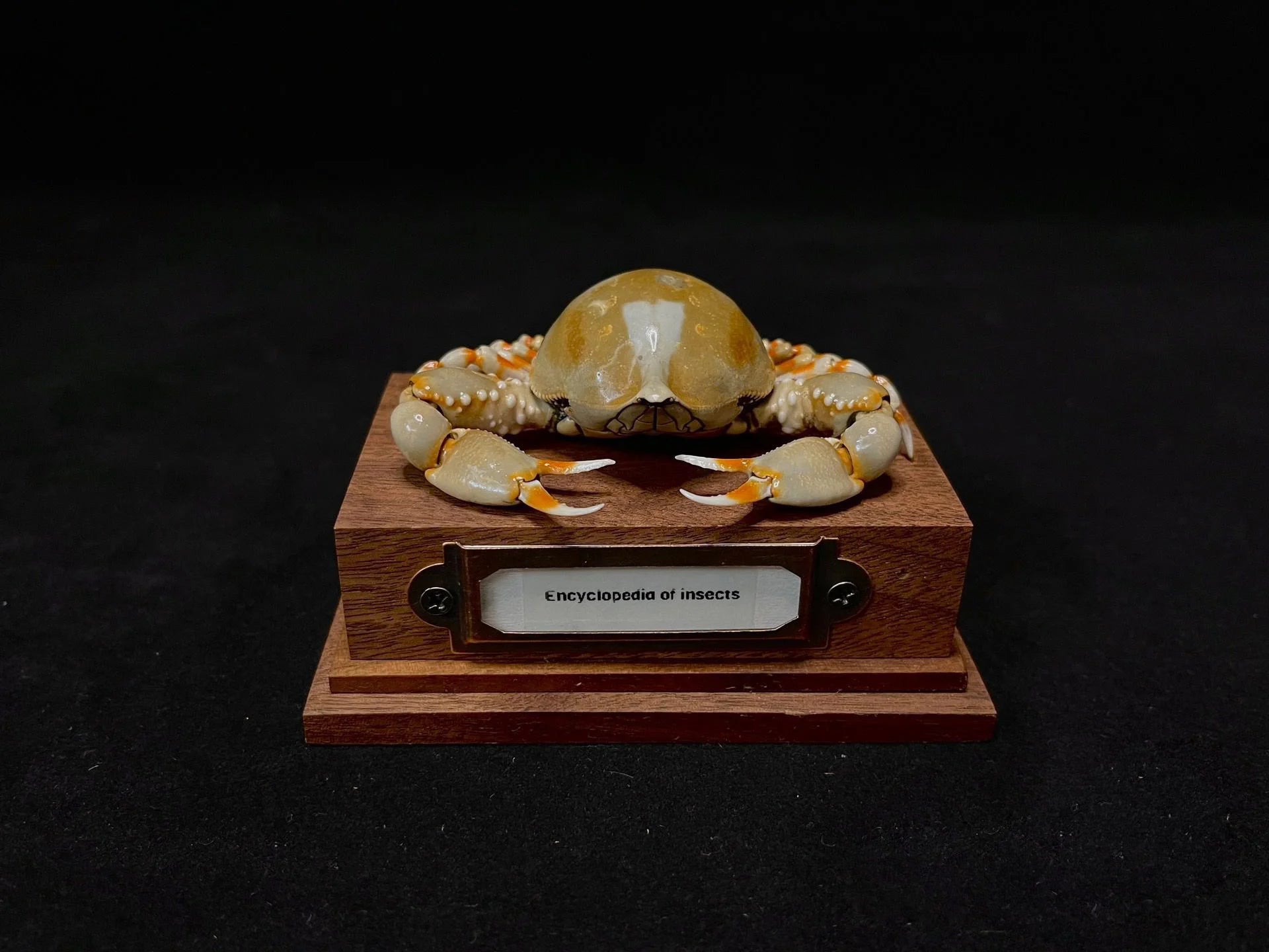 Coleusia urania real crab specimen special handicrafts collectors home decor ornament desk decoration customized