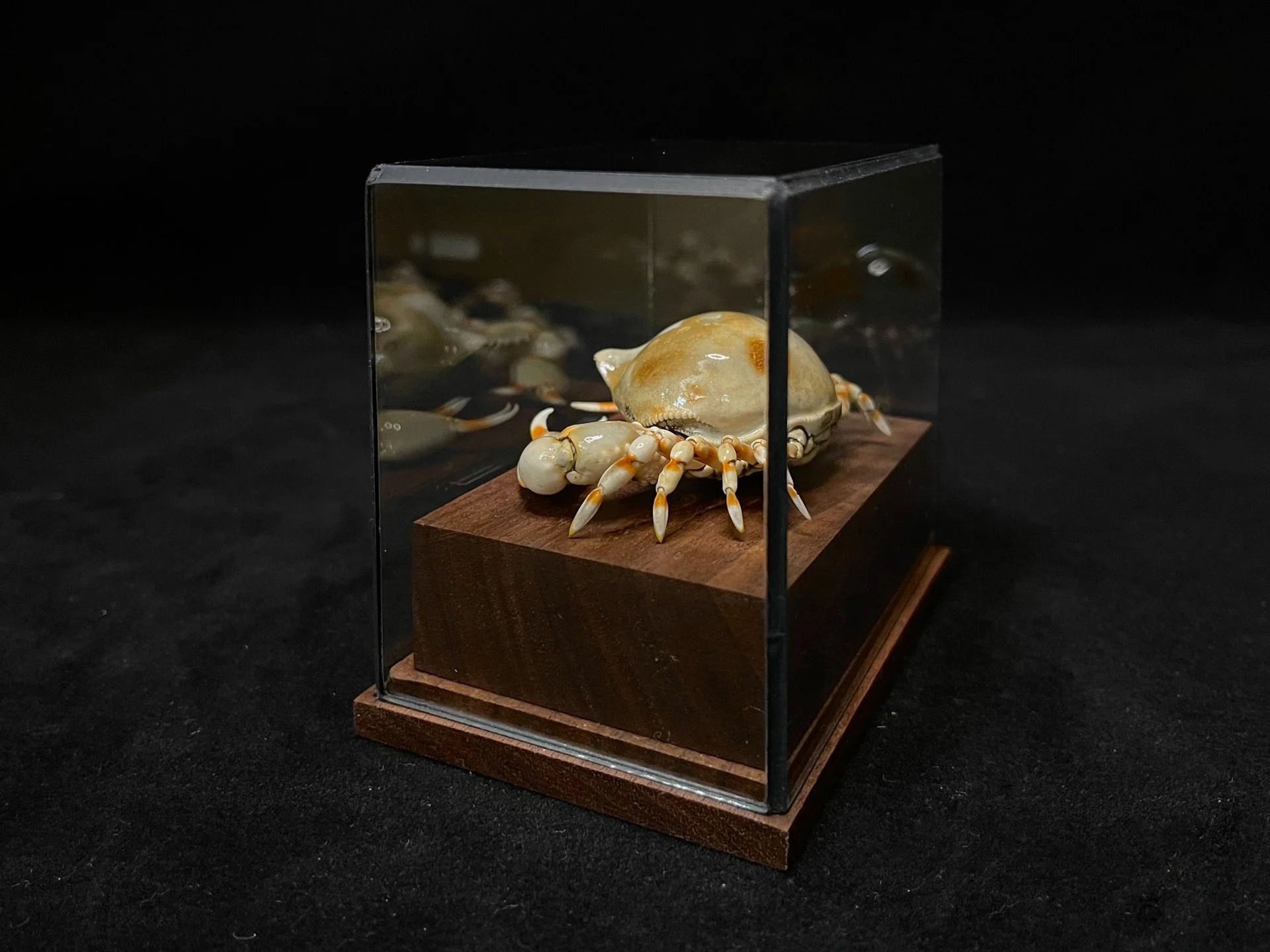 Coleusia urania real crab specimen special handicrafts collectors home decor ornament desk decoration customized