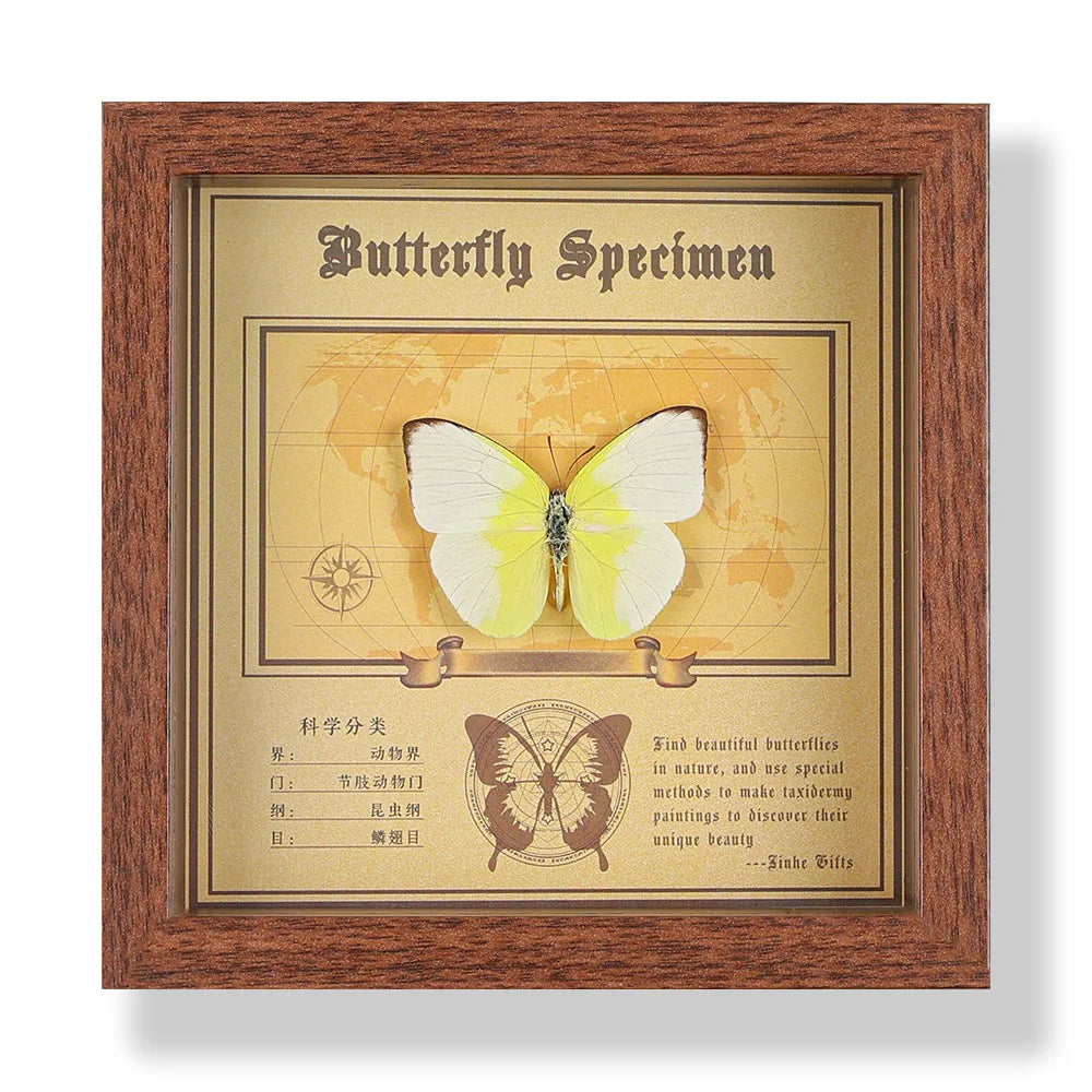 Real butterfly specimen frame handcrafted 3d decor wooden picture art gift diy insect display home décor - 14.6x14.6cm
