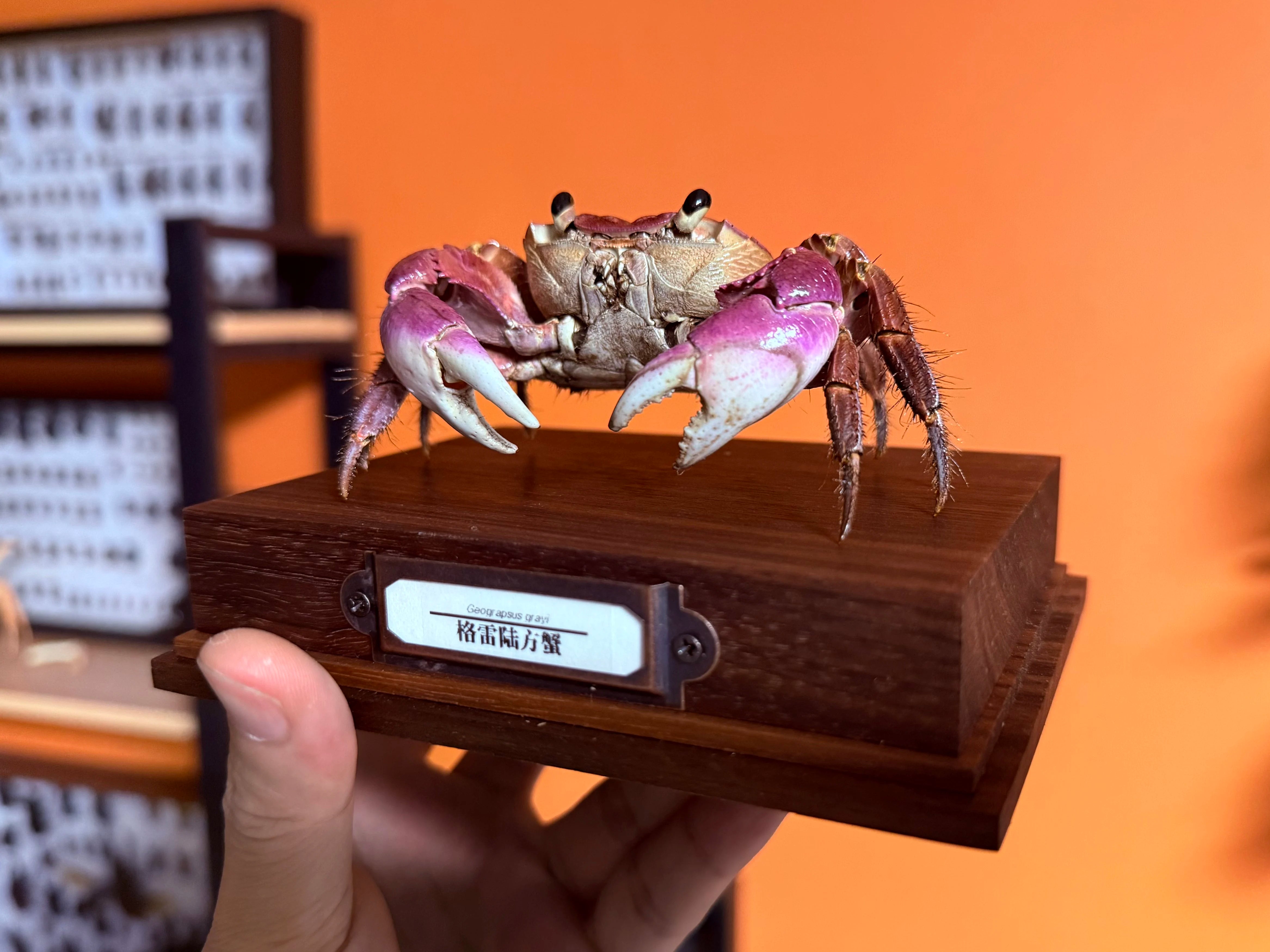 geograpsus-grayi-real-crab-specimen-special-handicrafts-collectors-home-decor-ornament-desk-decoration-customized