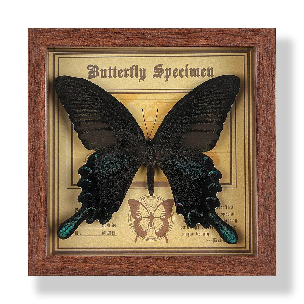 Real butterfly specimen frame handcrafted 3d decor wooden picture art gift diy insect display home décor - 14.6x14.6cm 5