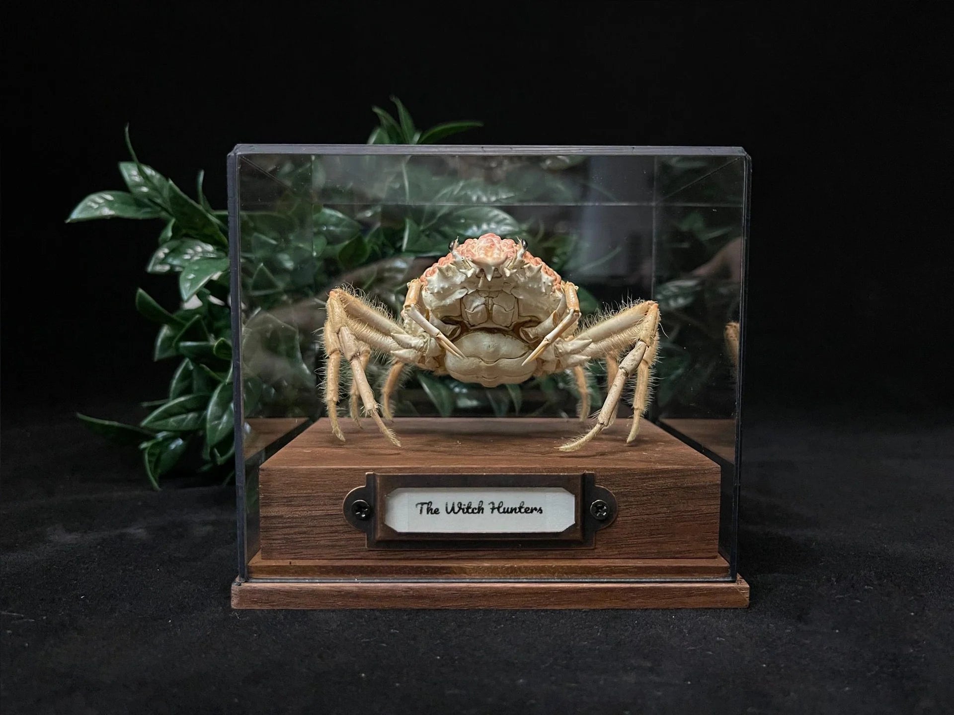 Maja kominatoensis real crab specimen special handicrafts collectors home decor ornament desk decoration customized