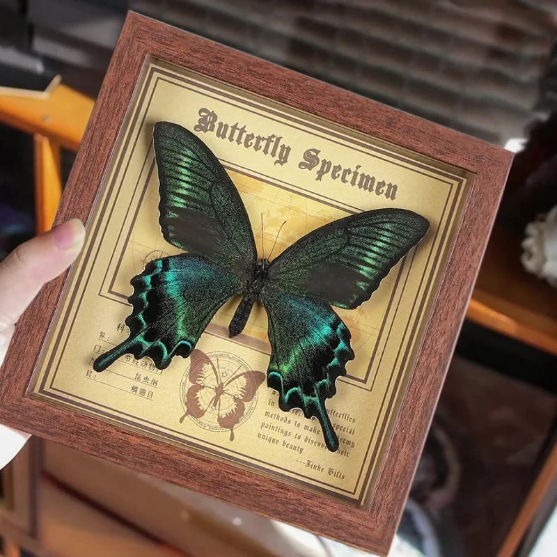 Real butterfly specimen frame handcrafted 3d decor wooden picture art gift diy insect display home décor