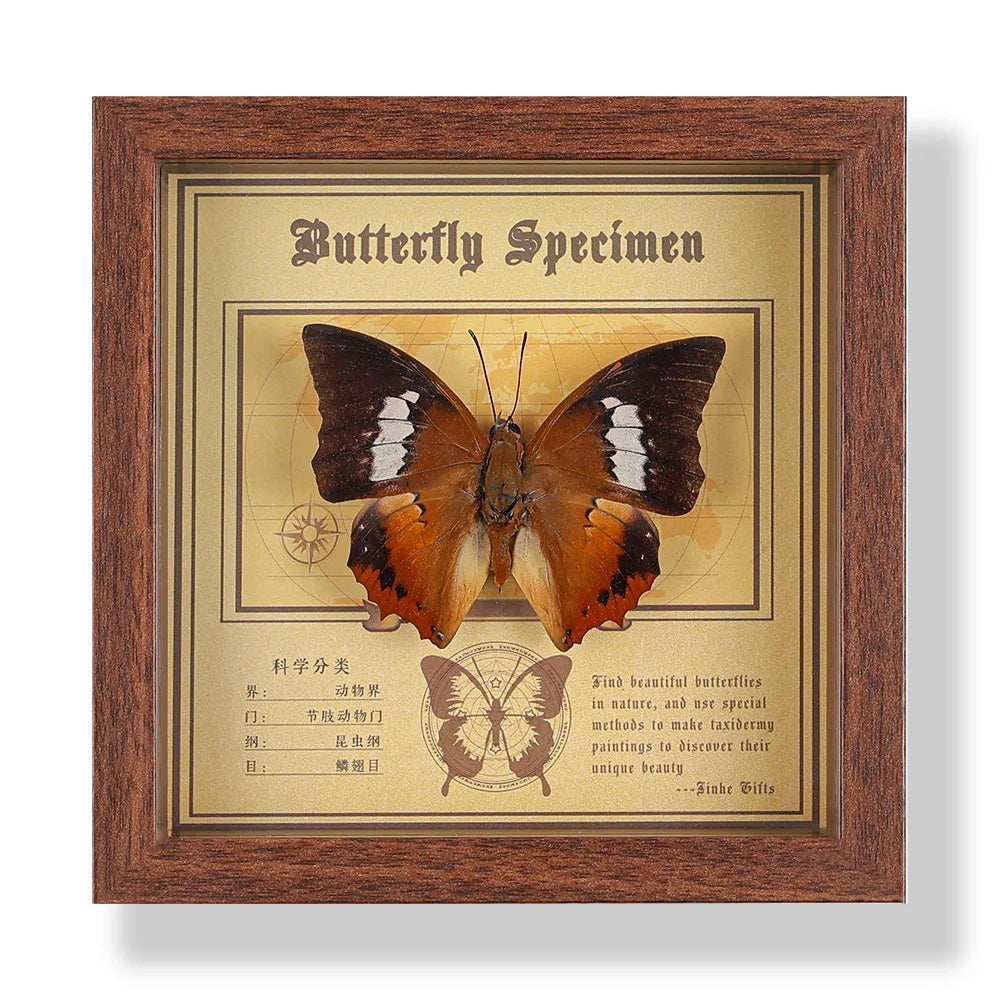 Real butterfly specimen frame handcrafted 3d decor wooden picture art gift diy insect display home décor - 14.6x14.6cm 8