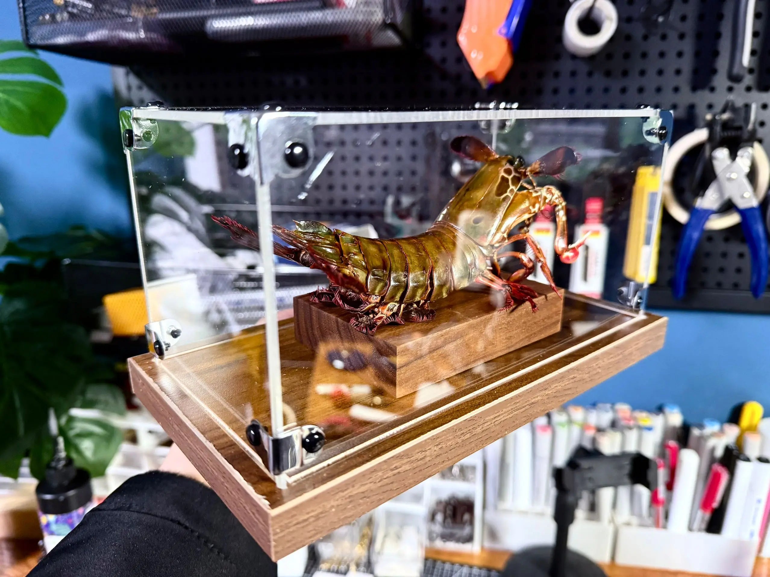 Odontodactylus scyllarus female real specimen special handicrafts collectors home decor ornament desk decoration