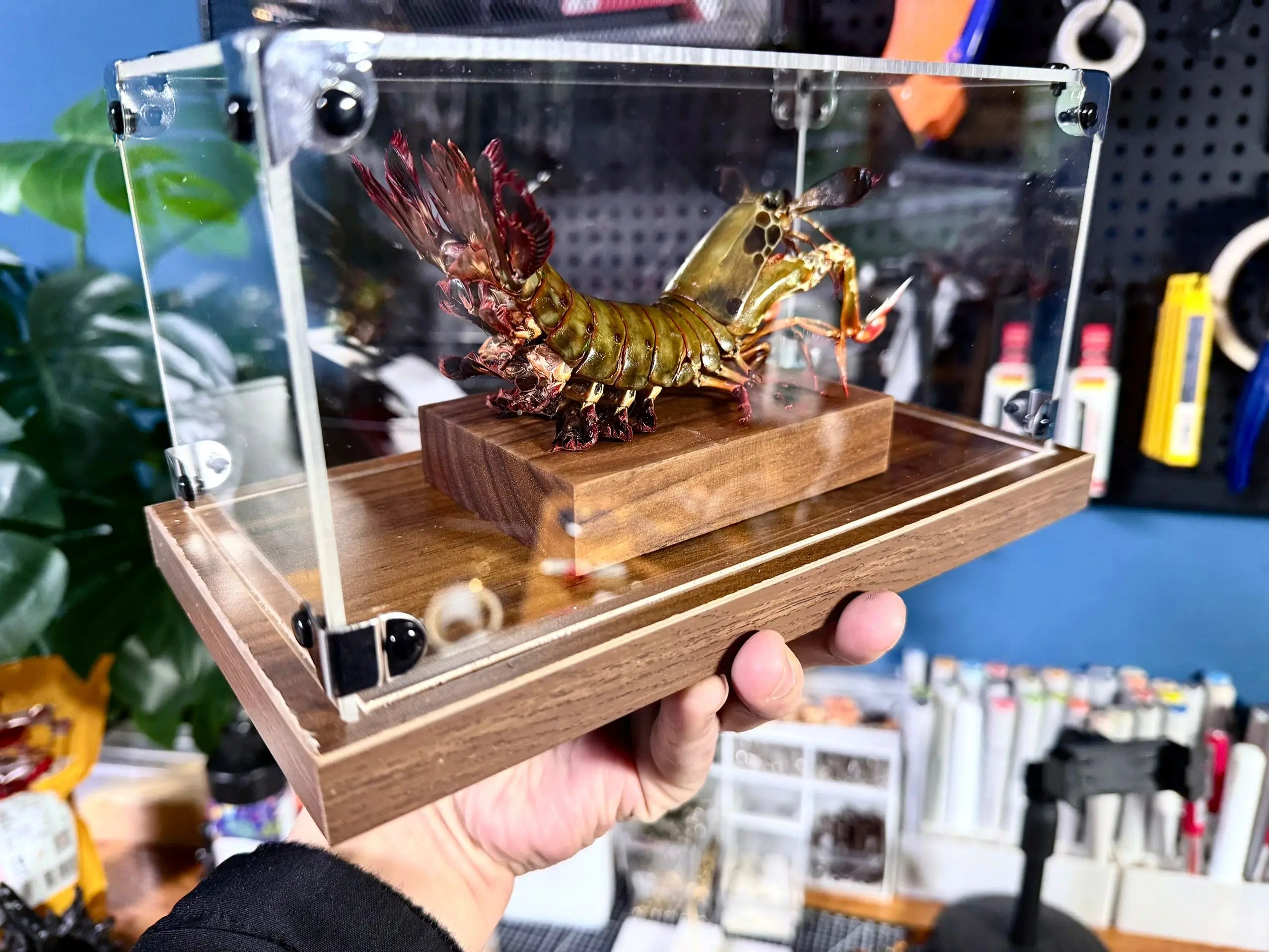 Odontodactylus scyllarus female real specimen special handicrafts collectors home decor ornament desk decoration