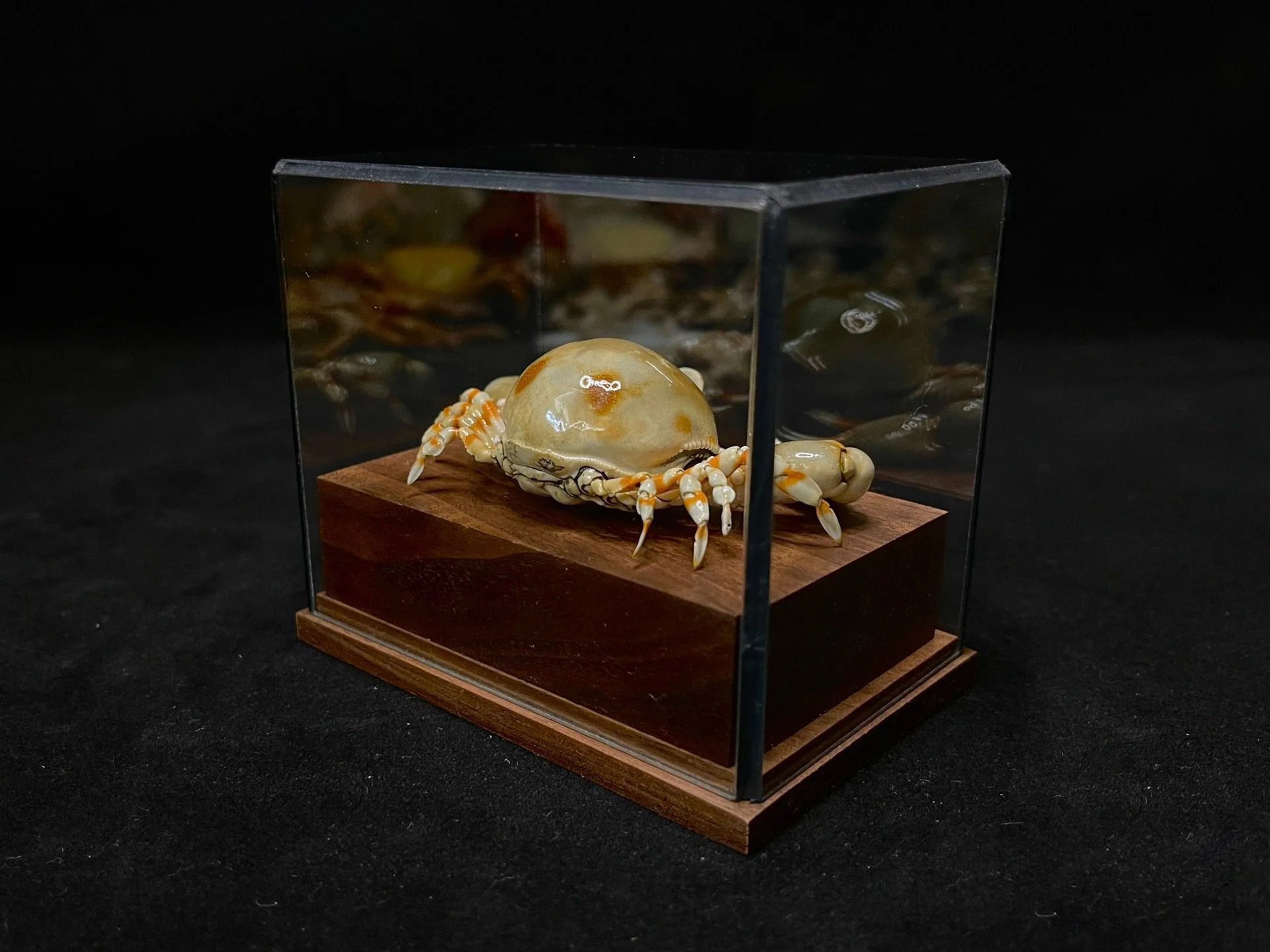 Coleusia urania real crab specimen special handicrafts collectors home decor ornament desk decoration customized