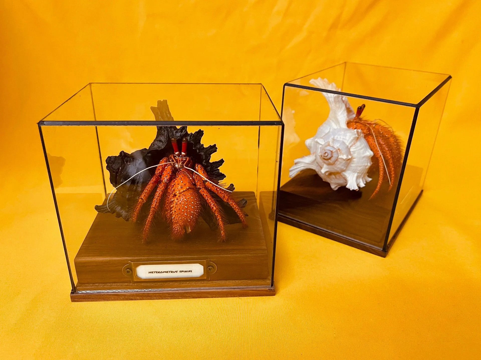 Dardanus megistos real crab specimen special handicrafts collectors home decor ornament desk decoration customized