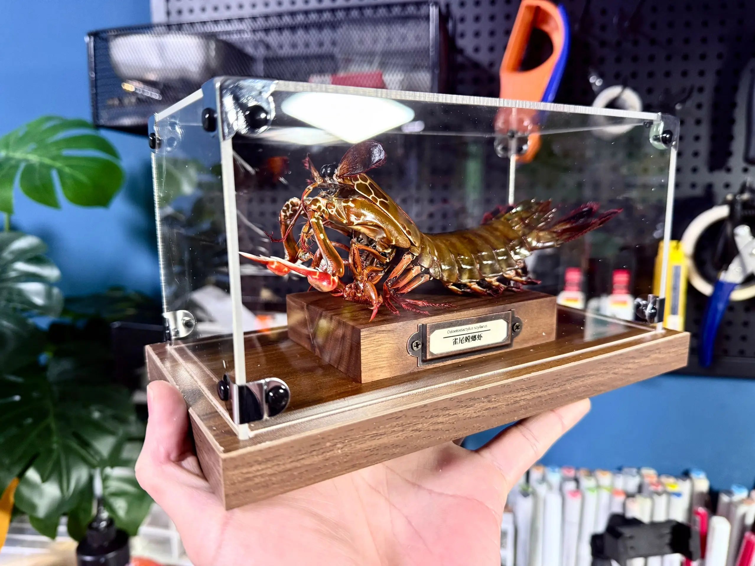 Odontodactylus scyllarus female real specimen special handicrafts collectors home decor ornament desk decoration