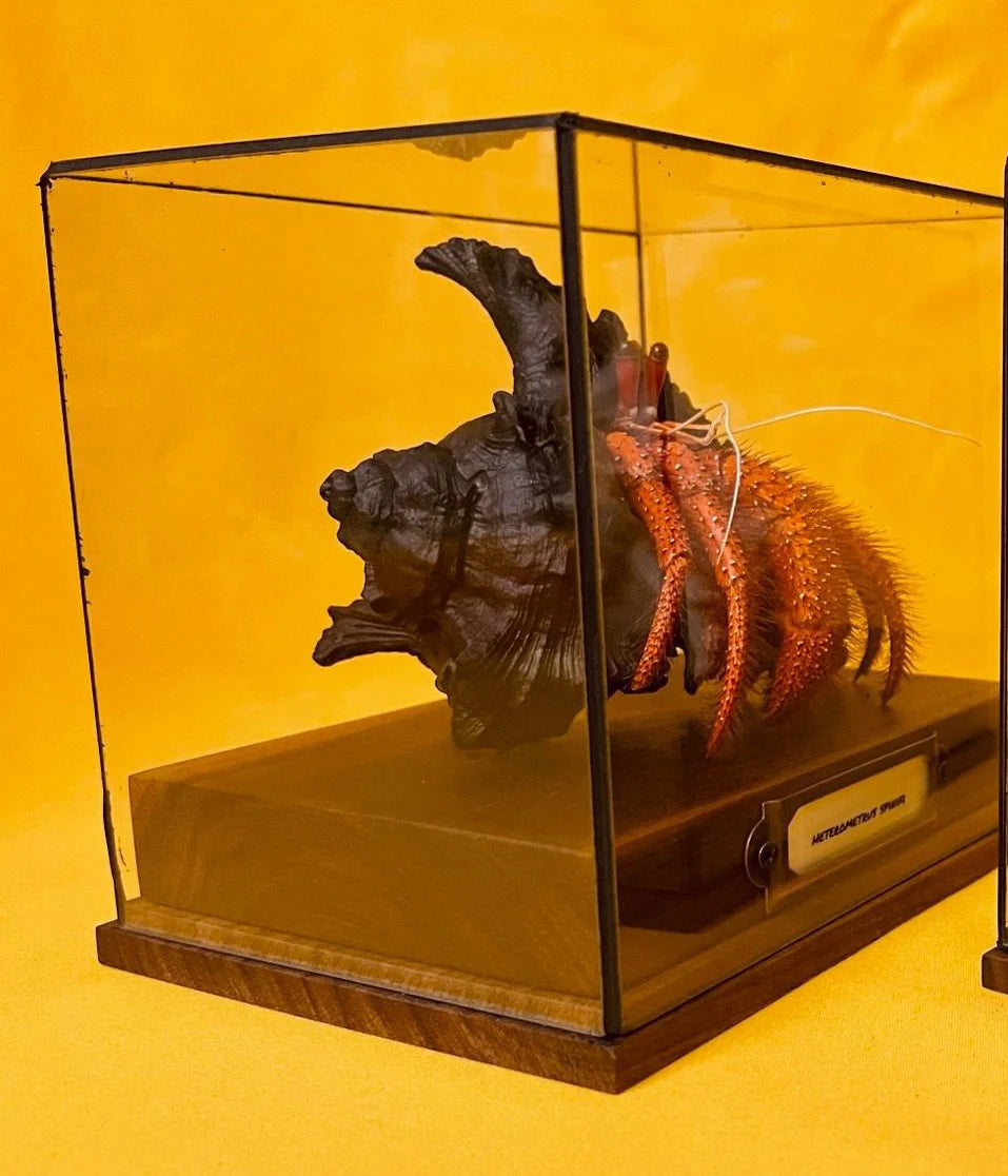 Dardanus megistos real crab specimen special handicrafts collectors home decor ornament desk decoration customized