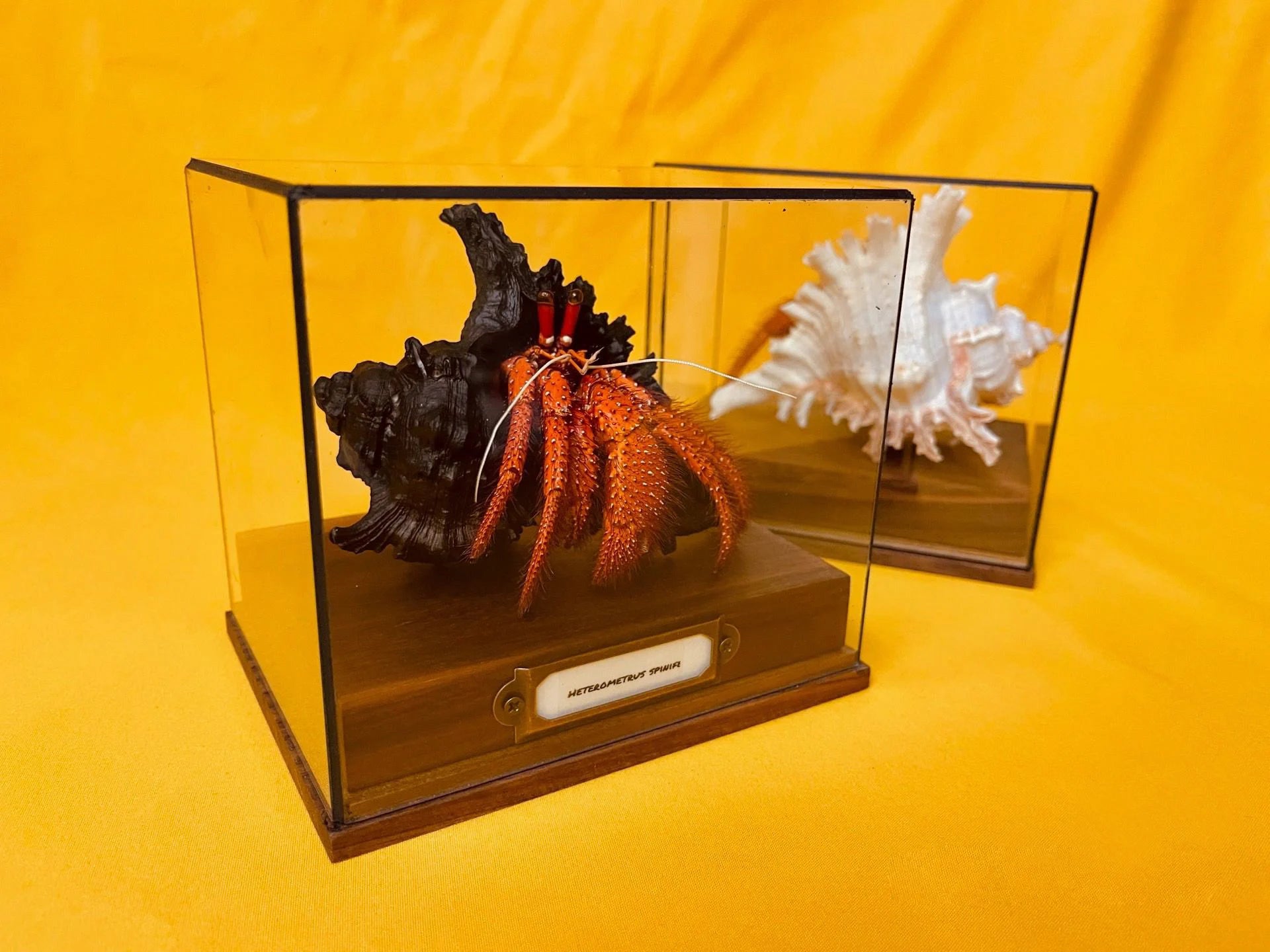 Dardanus megistos real crab specimen special handicrafts collectors home decor ornament desk decoration customized