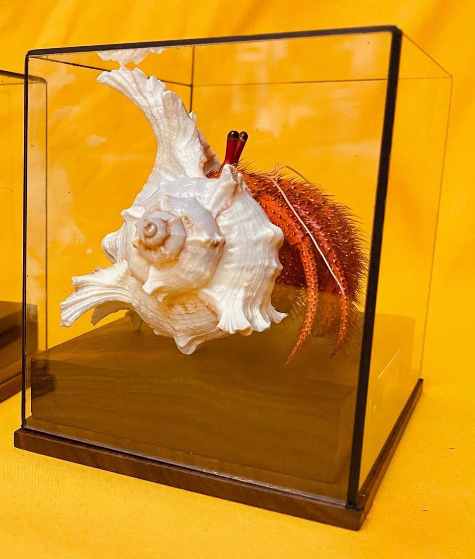 Dardanus megistos real crab specimen special handicrafts collectors home decor ornament desk decoration customized