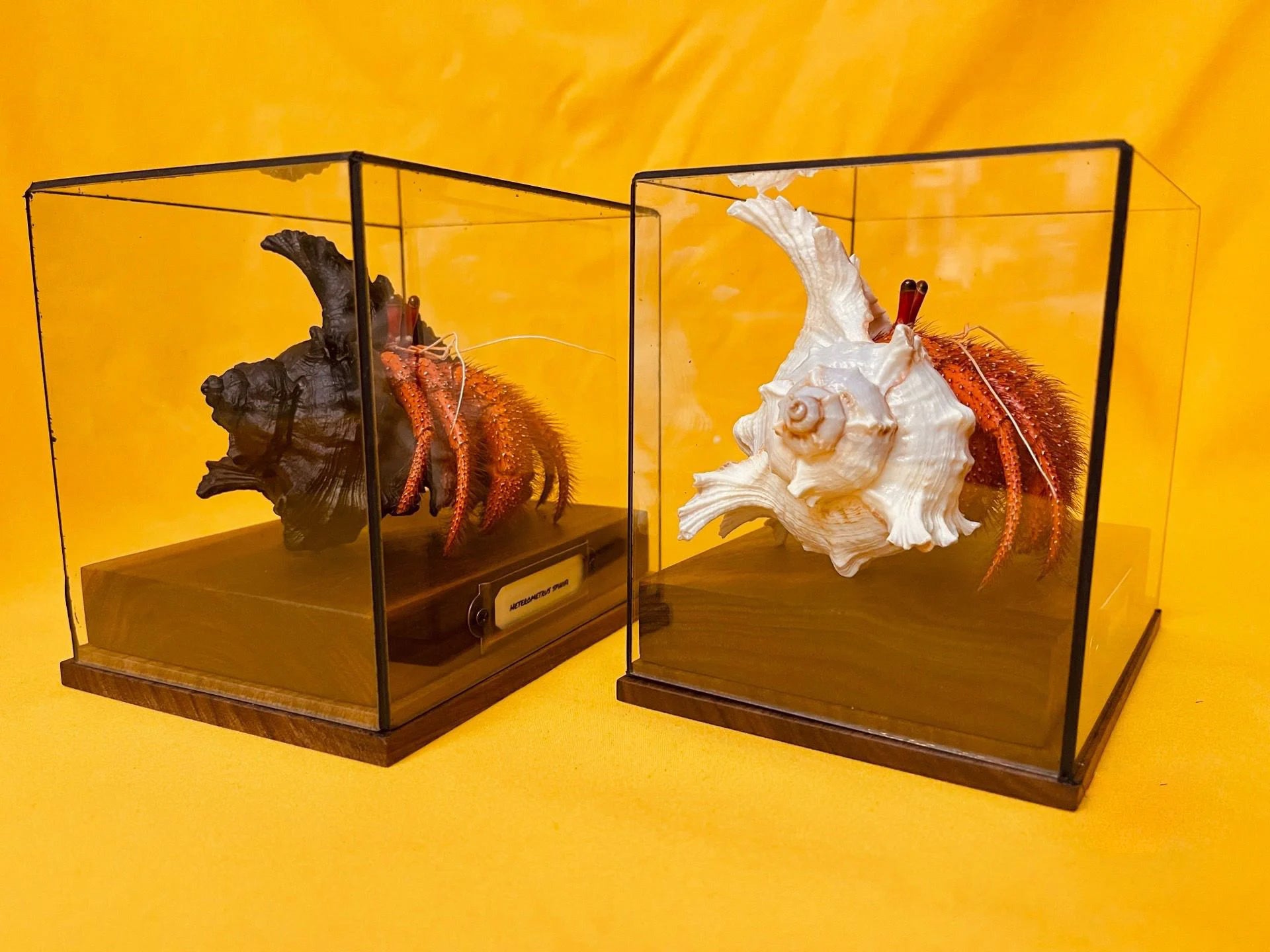 Dardanus megistos real crab specimen special handicrafts collectors home decor ornament desk decoration customized