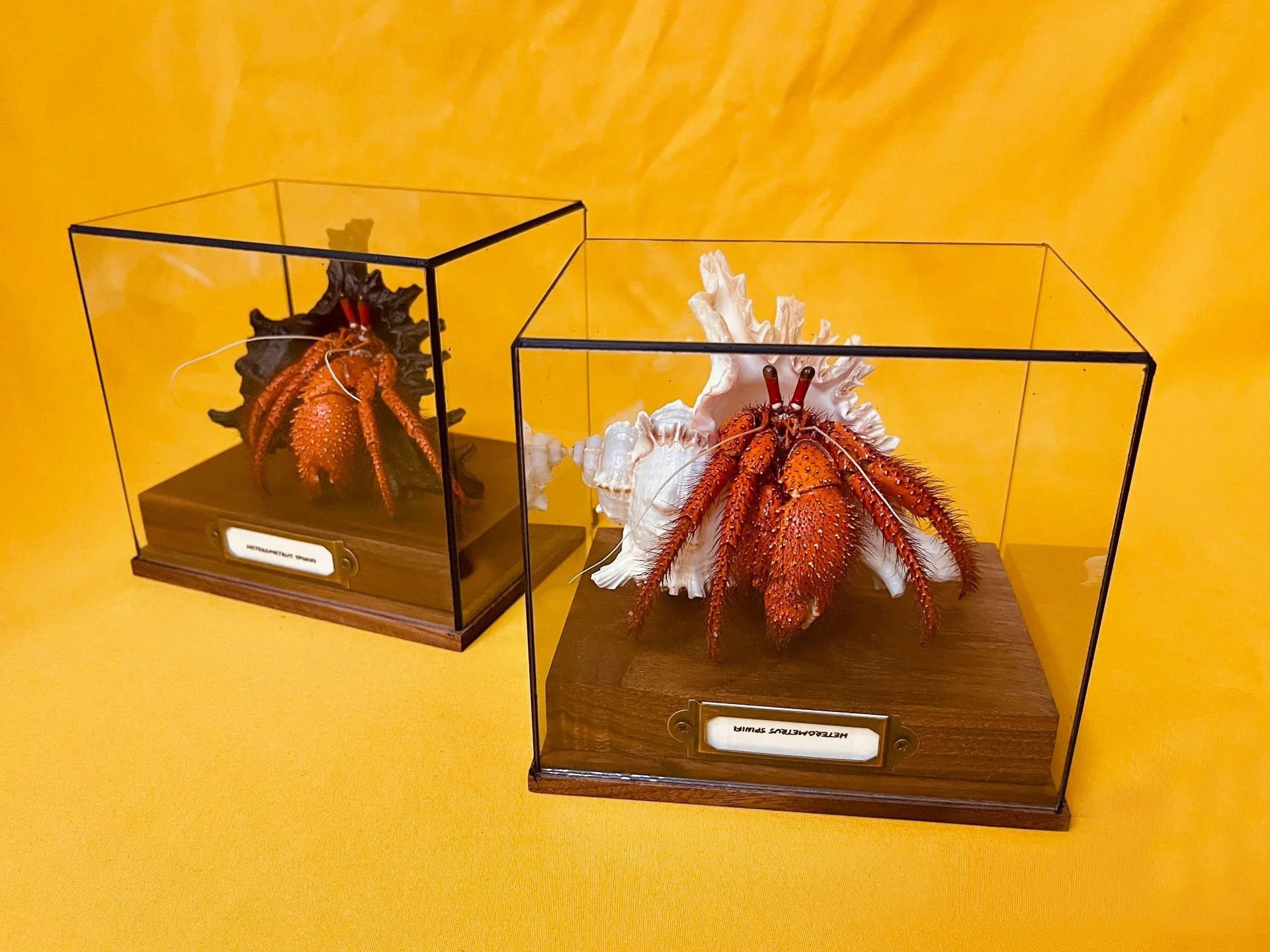 Dardanus megistos real crab specimen special handicrafts collectors home decor ornament desk decoration customized